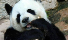 大熊猫的视频,大熊猫的温馨日常